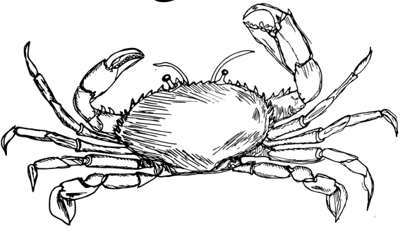Illustration of a crab