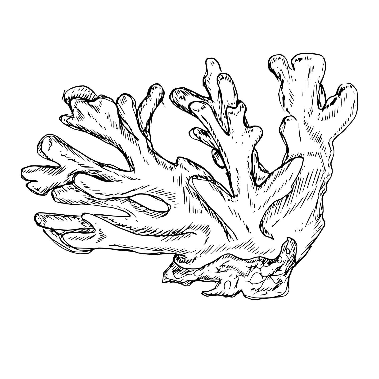 Coral illustration