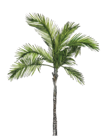 Illustration of a palm tree