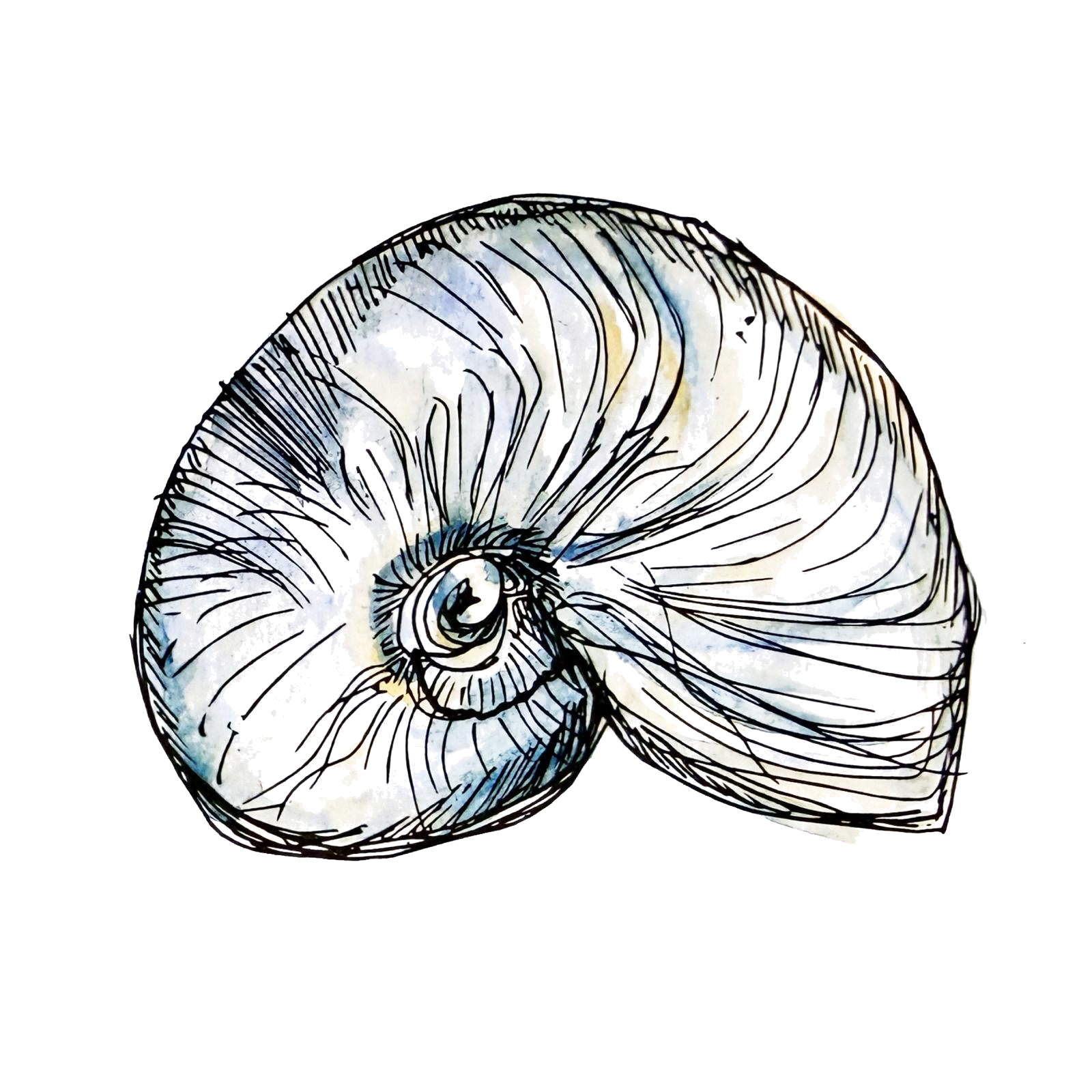Shell illustration