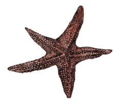 Illustration of a starfish