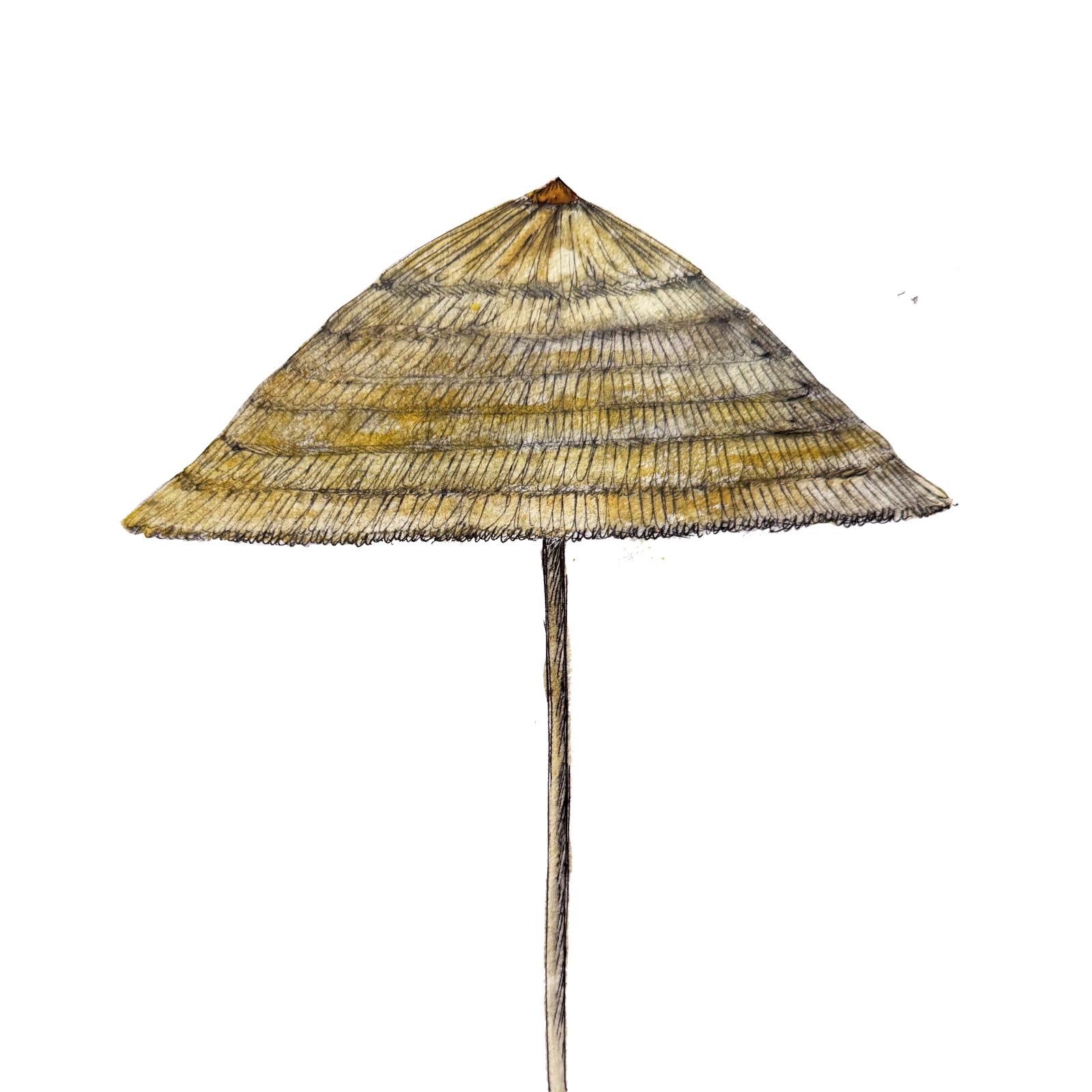 Beach umbrella